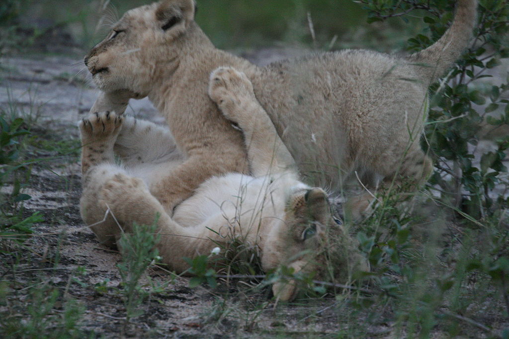 Ulusaba