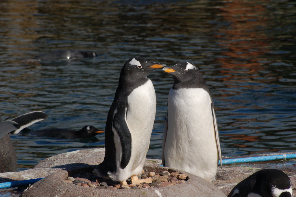 The Edinburgh Zoo