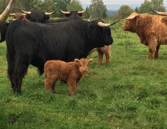 Cutest Thing Ever These Fluffy Highland Cattle Calves Are Taking Over