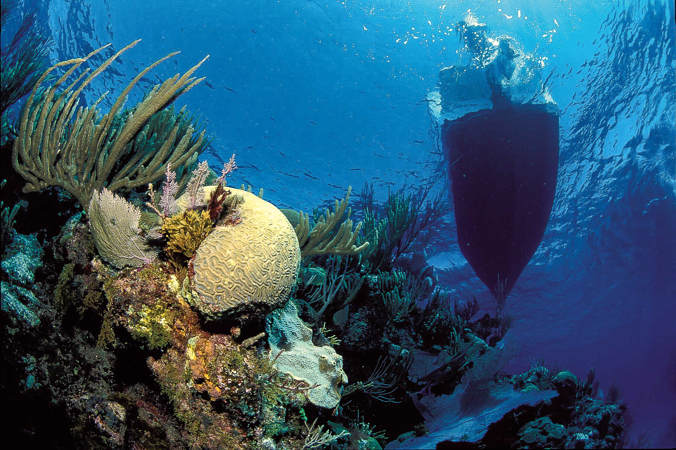 С участием живых организмов происходит мирового океана. Морские экосистемы. Экосистема океана. Морские водные экосистемы. Освоение мирового океана.